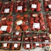 🍓いちご畑🍓