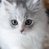 【更新】最近の子猫たち & ご家族様から頂いた写真
