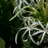 おなじみ万葉の花
