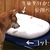 コロ助…犬キャンパーへの道 その1