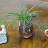 オリヅルランの子株を植替え