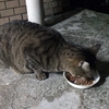 食欲旺盛なミャー君