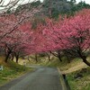 土肥桜満開