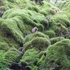 美しい苔と可愛いリスの御池岳。3D動画有り。
