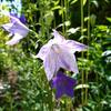 夏の花に切り替えて
