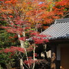 京都で　随心院