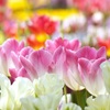 チューリップの花言葉！季節に合った球根植えと水栽培のコツは？