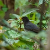 2023.04　クロツグミ (Japanese thrush) 