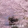 【保存版】京都 桜 ソメイヨシノが楽しめるスポット紹介　＃おすすめ　＃名所　＃穴場