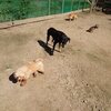 老犬ホームあん｜魅力ある人