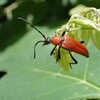 秋の気配を感じる虫