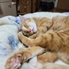 注文の多いホストクラブ