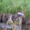 キョクアジサシ(Arctic Tern)