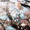 【絵日記】さくらだ！　◆１０５３日目