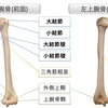 上腕骨の構造