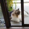 猫草繫盛記