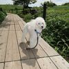 休日ドライブ【霧ヶ峰】【車山】ニッコウキスゲ 長野