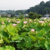 日曜日〝蓮〟〝禅語〟〝向日葵〟