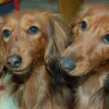 ２ワンの順位