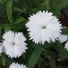 セキチクの花