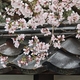 桜咲く街をあるけば「旧西町～黒門前緑地」