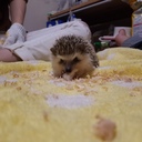 鬼ライトゲーマー日記