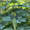 夏野菜　オクラ 28【オクラがいっぱい】