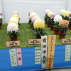 マイ スライドショー　第32回 日本菊花全国大会（国華園）福助花壇の部（２０１５年１１月５日）