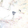 ハイタカ・オオタカ・オオコノハズク？(大阪城野鳥探鳥 2017/12/23 6:10-13:55)