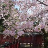 鹽竈桜