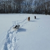 雪ごもり明け散歩