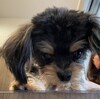 新入りくんは生後3か月