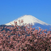 まつだ桜まつり