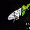 夜に映えるアゲハ蝶