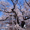 弥生さくら公園の旧標準木