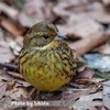 今日の野鳥　アオジ