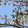 桜の花芽と葉芽の見分け方を詳しく解説します