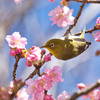 河津桜にメジロ♪ 今年も春の妖精，サクラジローがやってきました！