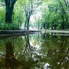 ☔雨天の上野公園～不忍池❀