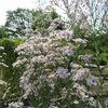 薬用植物園（東京都小平市）