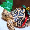 リクガメ　じょーたろーのクリスマス
