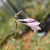 ホスタ、３品種の花穂が揃い踏み