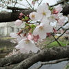 春の野