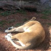 クリスマスは動物園で決まり