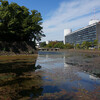 皇居外苑をぐるりと回るが、視界が抜けて本当広い
