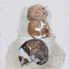 にゃんもないと♡