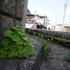 散歩写真