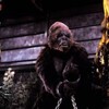 【トゥエルビ】キングコング2