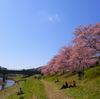 河津桜祭り２