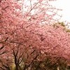 河津桜?